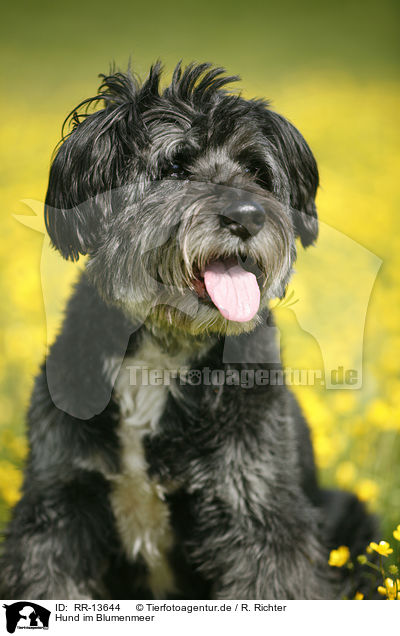 Hund im Blumenmeer / dog in flowers / RR-13644