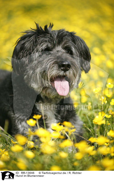 Hund im Blumenmeer / dog in flowers / RR-13646