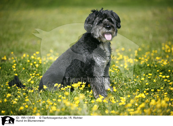 Hund im Blumenmeer / dog in flowers / RR-13649