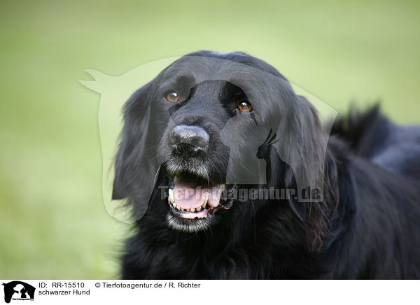 schwarzer Hund / black dog / RR-15510