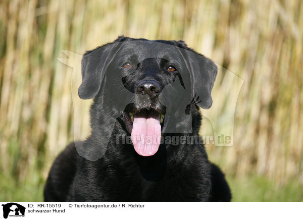 schwarzer Hund / black dog / RR-15519