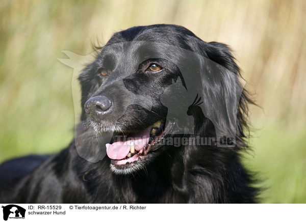 schwarzer Hund / black dog / RR-15529