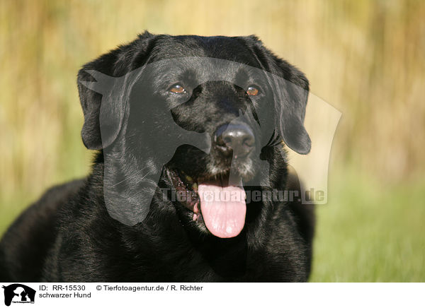 schwarzer Hund / black dog / RR-15530