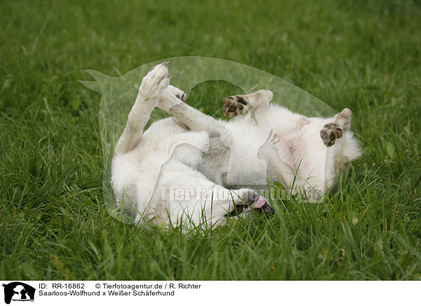 Saarloos-Wolfhund x Weier Schferhund / Saarloos-Wolfhound x White Shepherd / RR-16862