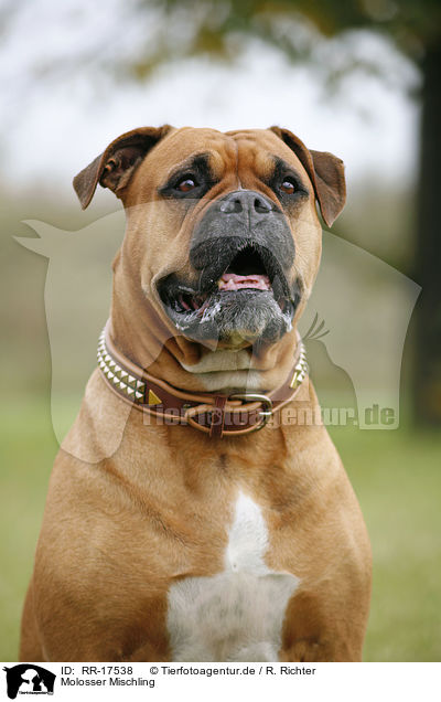 Molosser Mischling / crossbreed dog / RR-17538