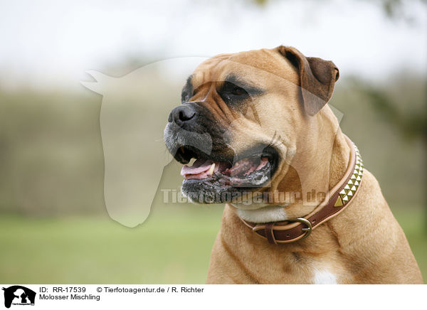 Molosser Mischling / crossbreed dog / RR-17539