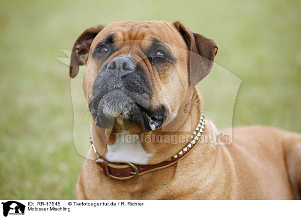 Molosser Mischling / crossbreed dog / RR-17545