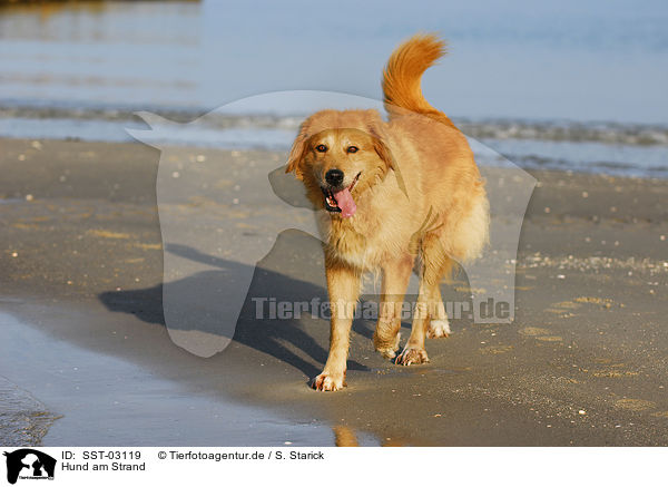 Hund am Strand / dog at the beach / SST-03119