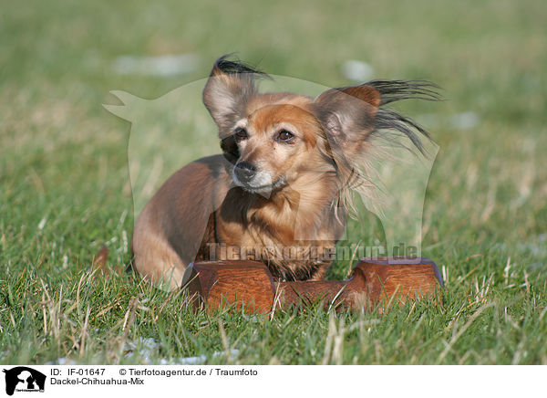 Dackel-Chihuahua-Mix / Dackel-Chihuahua crossbreed / IF-01647