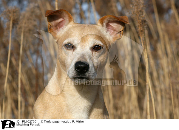 Mischling Portrait / Mongrel portrait / PM-02700