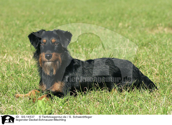 liegender Dackel-Schnauzer-Mischling / lying dachshund-schnauzer-mongrel / SS-14537