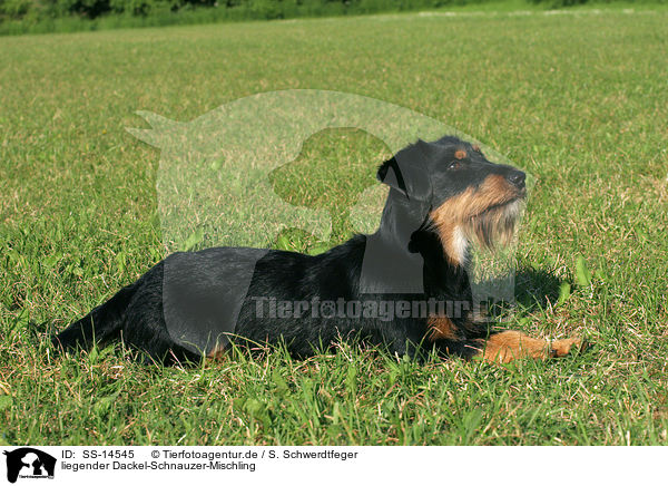 liegender Dackel-Schnauzer-Mischling / lying dachshund-schnauzer-mongrel / SS-14545