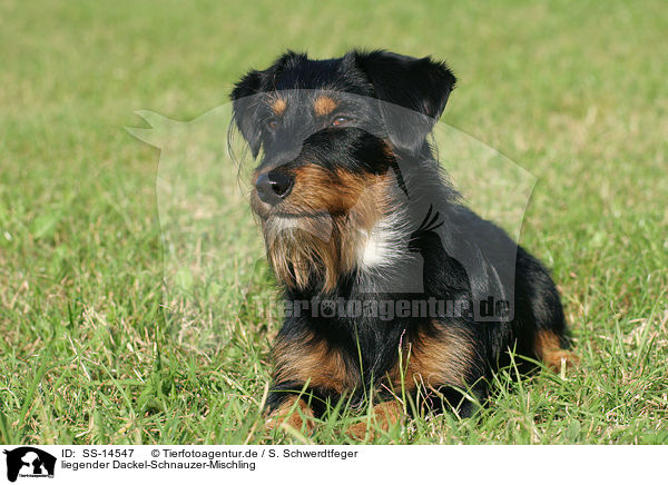 liegender Dackel-Schnauzer-Mischling / lying dachshund-schnauzer-mongrel / SS-14547