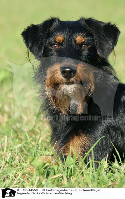 liegender Dackel-Schnauzer-Mischling / lying dachshund-schnauzer-mongrel / SS-14550