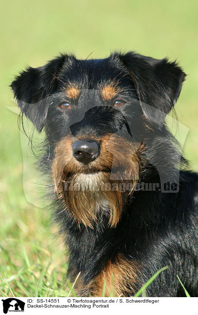 Dackel-Schnauzer-Mischling Portrait / dachshund-schnauzer-mongrel portrait / SS-14551