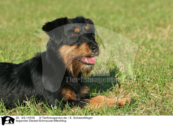 liegender Dackel-Schnauzer-Mischling / lying dachshund-schnauzer-mongrel / SS-14558