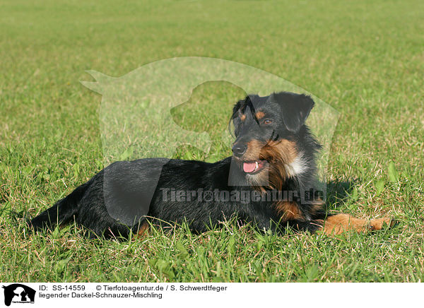 liegender Dackel-Schnauzer-Mischling / lying dachshund-schnauzer-mongrel / SS-14559