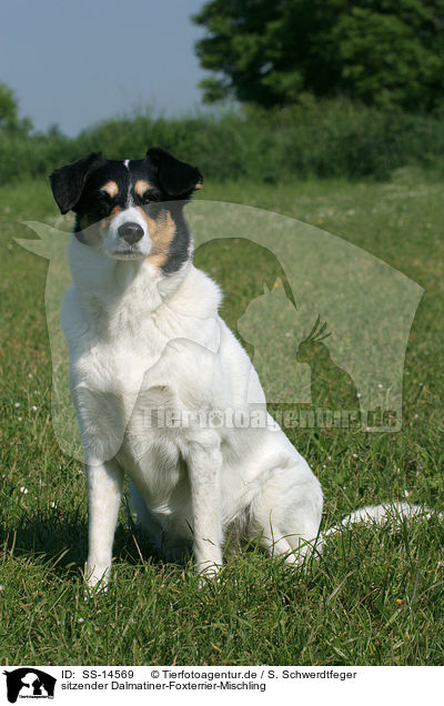 sitzender Dalmatiner-Foxterrier-Mischling / sitting Mongrel / SS-14569