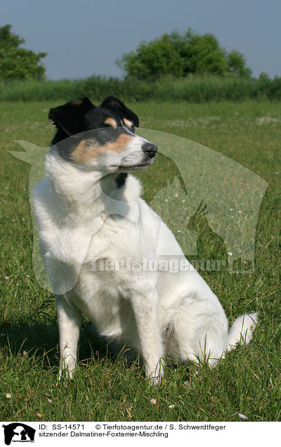 sitzender Dalmatiner-Foxterrier-Mischling / sitting Mongrel / SS-14571