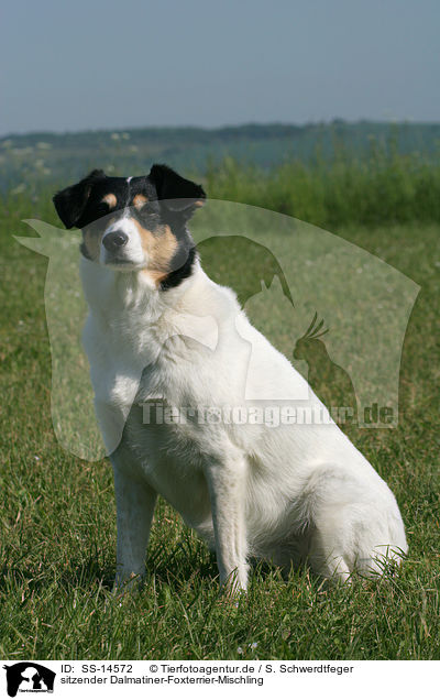 sitzender Dalmatiner-Foxterrier-Mischling / sitting Mongrel / SS-14572