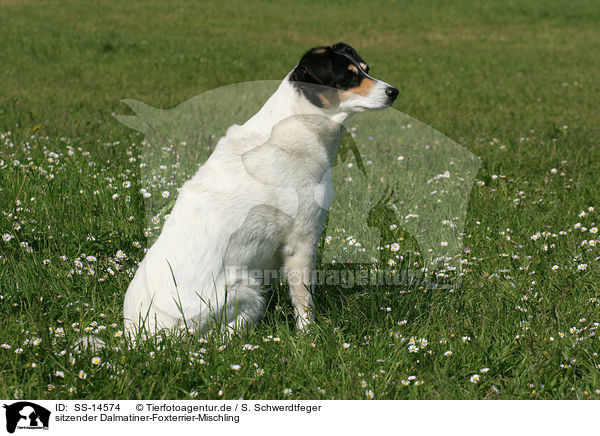 sitzender Dalmatiner-Foxterrier-Mischling / sitting Mongrel / SS-14574