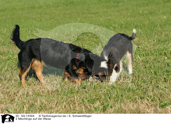 2 Mischlinge auf der Wiese / 2 mongrels in the meadow / SS-14584