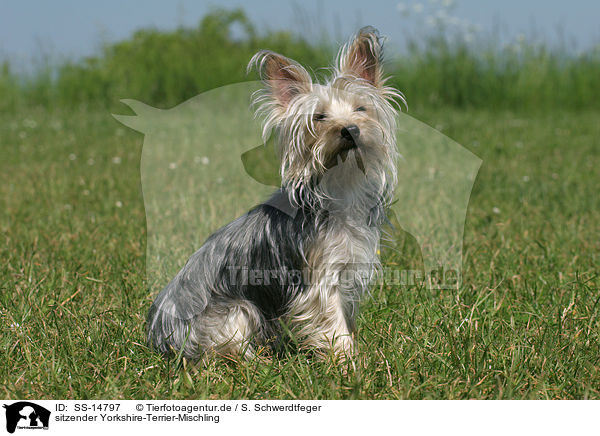 sitzender Yorkshire-Terrier-Mischling / sitting Mongrel / SS-14797