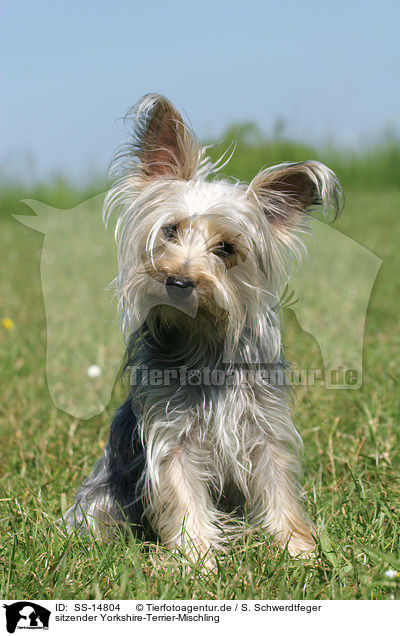 sitzender Yorkshire-Terrier-Mischling / sitting Mongrel / SS-14804