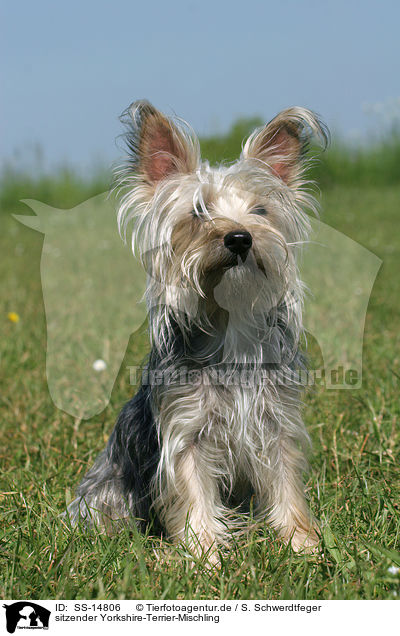 sitzender Yorkshire-Terrier-Mischling / sitting Mongrel / SS-14806