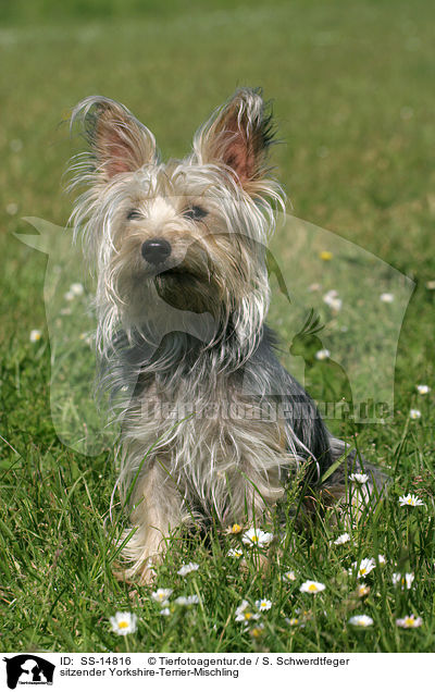 sitzender Yorkshire-Terrier-Mischling / sitting Mongrel / SS-14816