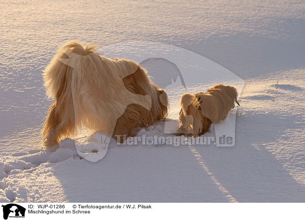 Mischlingshund im Schnee / mongrel in snow / WJP-01286