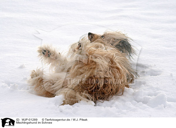 Mischlingshund im Schnee / mongrel in snow / WJP-01289