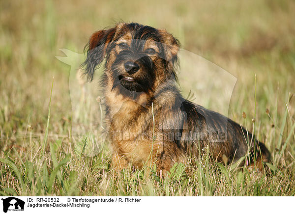 Jagdterrier-Dackel-Mischling / mongrel / RR-20532