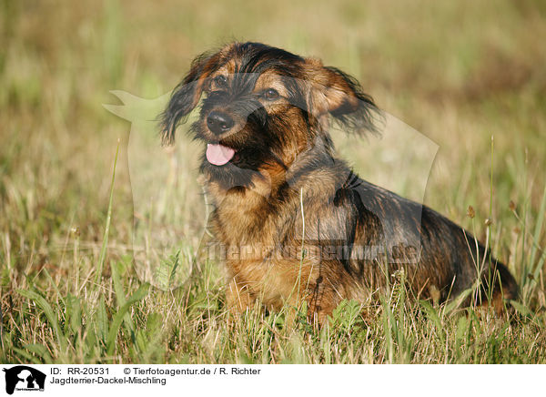 Jagdterrier-Dackel-Mischling / mongrel / RR-20531