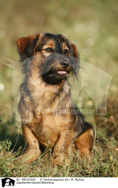 Jagdterrier-Dackel-Mischling / mongrel / RR-20540