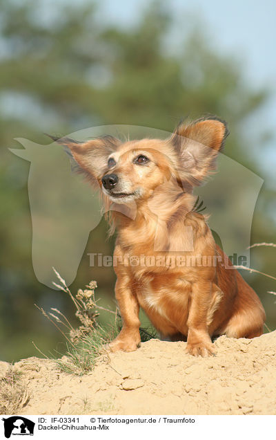 Dackel-Chihuahua-Mix / mongrel / IF-03341