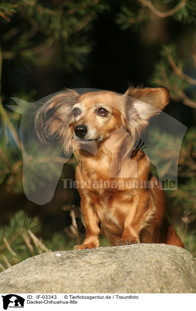 Dackel-Chihuahua-Mix / mongrel / IF-03343