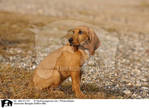 sitzender Beagle-Griffon-Mix / sitting mongrel / BS-01137