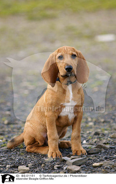 sitzender Beagle-Griffon-Mix / sitting mongrel / BS-01151