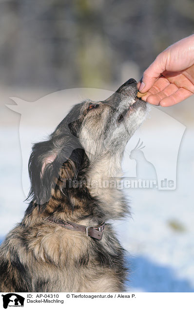 Dackel-Mischling / Dachshund Mongrel in the snow / AP-04310