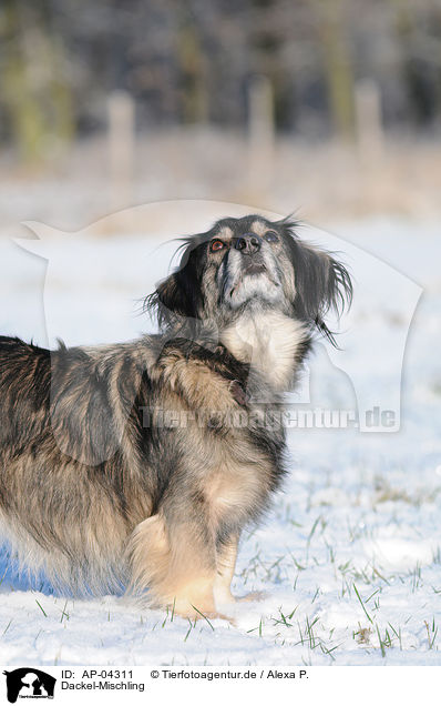 Dackel-Mischling / Dachshund Mongrel in the snow / AP-04311