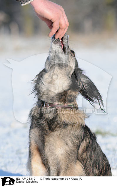 Dackel-Mischling / Dachshund Mongrel in the snow / AP-04319