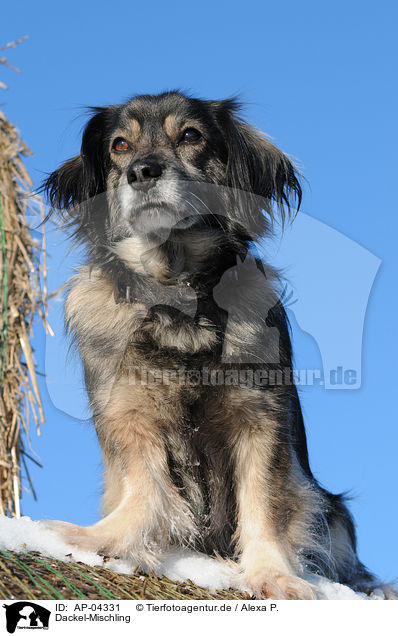 Dackel-Mischling / Dachshund Mongrel in the snow / AP-04331