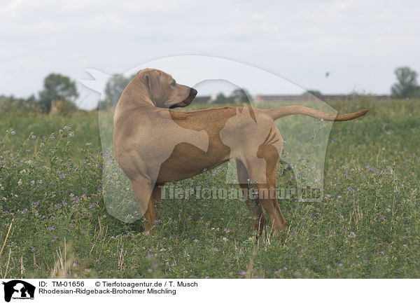 Rhodesian-Ridgeback-Broholmer Mischling / Rhodesian-Ridgeback-Broholmer mongrel / TM-01656