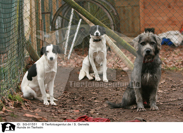 Hunde im Tierheim / dog pound / SG-01551
