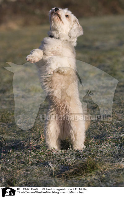 Tibet-Terrier-Sheltie-Mischling macht Mnnchen / mongrel / CM-01546