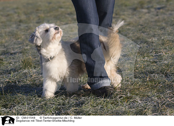 Dogdance mit Tibet-Terrier-Sheltie-Mischling / Dogdance with mongrel / CM-01548
