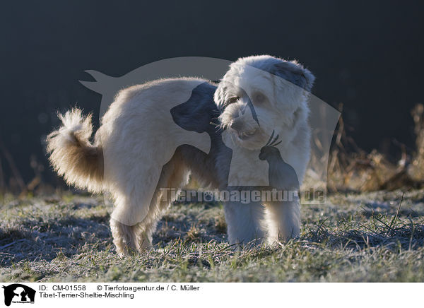 Tibet-Terrier-Sheltie-Mischling / mongrel / CM-01558