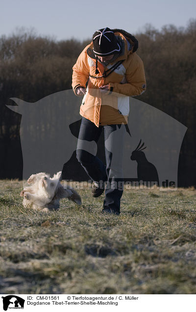 Dogdance Tibet-Terrier-Sheltie-Mischling / dogdance with mongrel / CM-01561