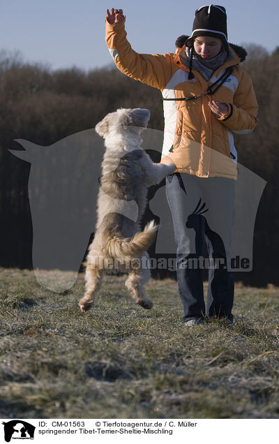 springender Tibet-Terrier-Sheltie-Mischling / jumping mongrel / CM-01563